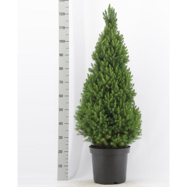 Abete Bianco Picea Glauca 'Conica' Circa 50 Cm In Vaso - Abete Nano Sempreverde Con Crescita Conica Decorativa-image