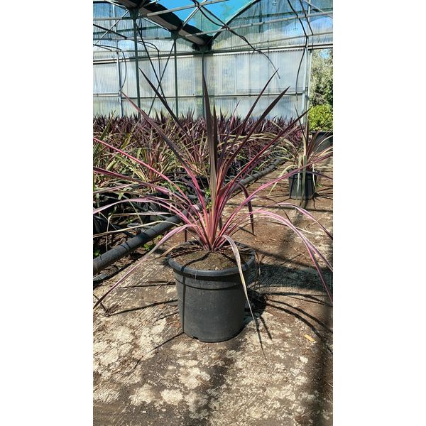 Cordyline Australis Rosa Bicolore 70-80 Cm - Pianta Verde - Giglio Di Club-image