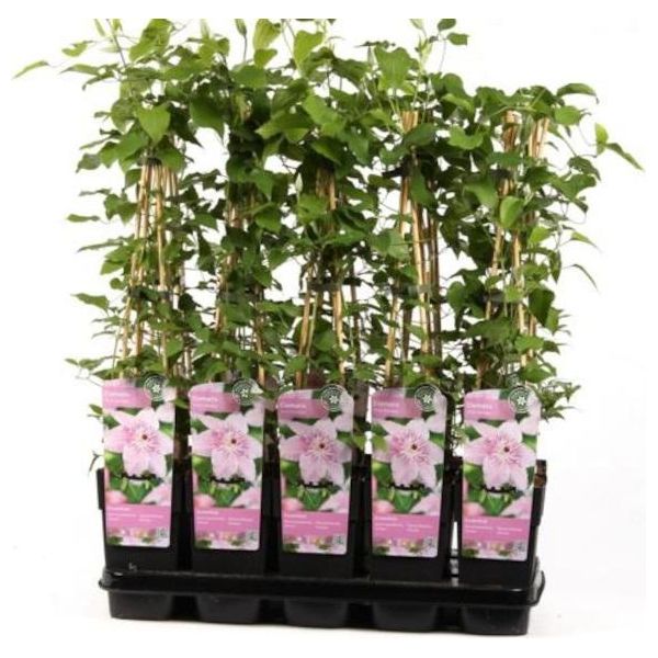 Clematis Pink Fantasy 60-80 Cm Pianta Rampicante-image