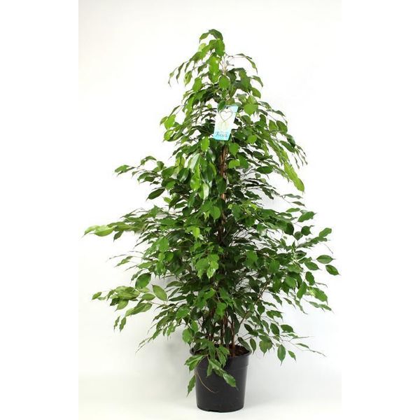 Fico Della Betulla Ficus Benjamina Exotica 130-150 Cm - Pianta D'appartamento Di Facile Manutenzione E Pianta Verde Che Purifica L'aria Per La Casa O L'ufficio-image