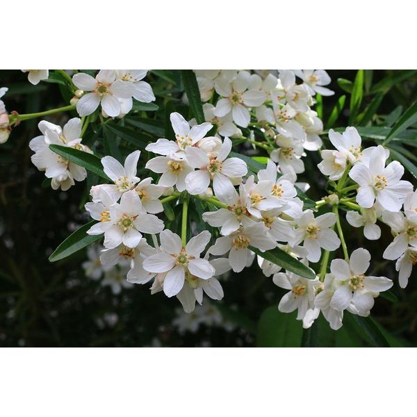 Choisya Ternata White Dazzler 30-40 Cm - Fiore Arancione, Piccolo Arbusto Sempreverde, Ideale Per Giardino, Balcone E Terrazzo-image