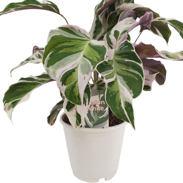Calathea Fusion White 40 Cm - Cesto Marante - Pianta Verde - Pianta Da Appartamento - Pianta Da Preghiera - Pianta Ornamentale Foliare-image