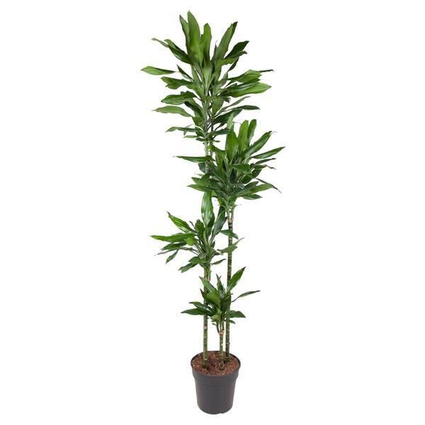 Everyplants Dracaena Janet Lind - 180 Cm, Ø 27 Cm-image