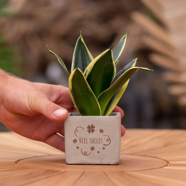 Vaso Di Fiori Congreetz® Con Sansevieria - Il Regalo Personalizzato Per Il Successo E L'allegria-image
