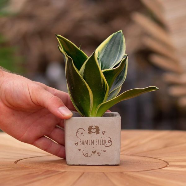 Vasi Da Fiori Congreetz® Con Pianta Di Sansevieria | Il Regalo Personalizzato Per Ogni Occasione-image
