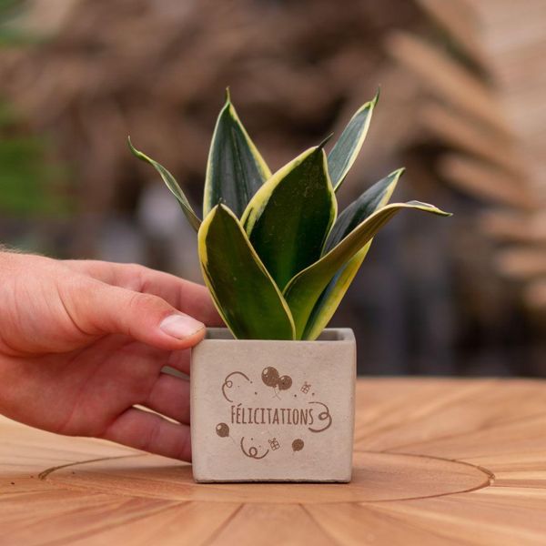 Vasi Per Piante Congreetz® Con Sansevieria - Il Regalo Personalizzato Perfetto Per Le Congratulazioni-image