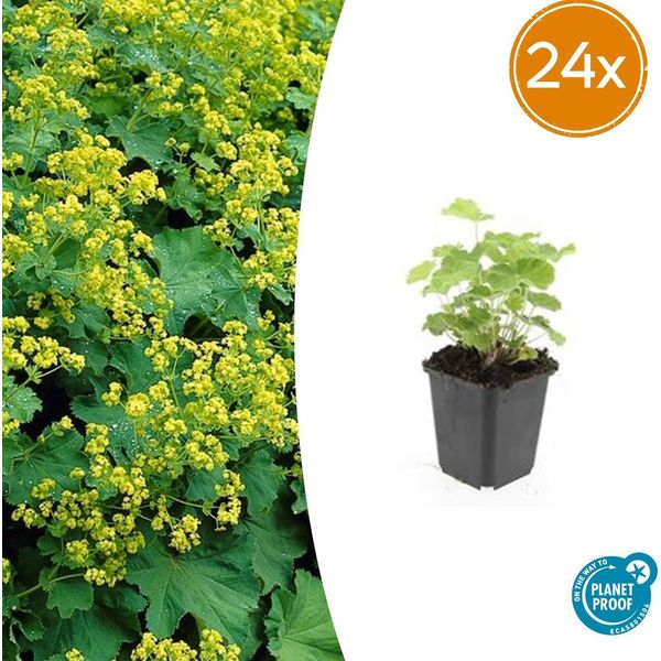 Alchemilla Mollis - Manto Della Signora - Perenne Con Fogliame Decorativo E Fiori Giallo-Verdi - 24 Piante -↕10-25Cm - Ø9Cm - Facile Da Curare E Resistente-image
