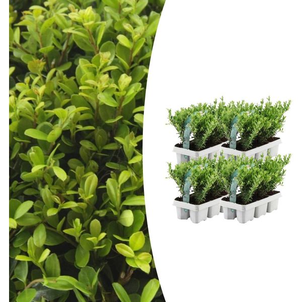Agrifoglio - Ilex Crenata 'Jenny' - 24 Piante - Sempreverde - Resistente - Alternativa Al Bosso - Ø7Cm ↕15Cm-image