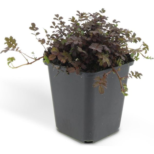 Acaena Microphylla 'Kupferteppich' - 48 Piante - ↕10-25Cm - Ø9Cm - Copertura Del Terreno - Crescita Piatta E Robusta - Giardino Roccioso E Sentieri - Sole E Ombra Parziale - Facile Da Curare-image