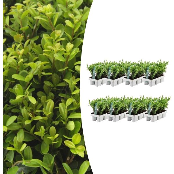 Agrifoglio - Ilex Crenata 'Jenny' - 48 Piante - Sempreverde - Resistente - Alternativa Al Bosso - Ø7Cm ↕15Cm-image