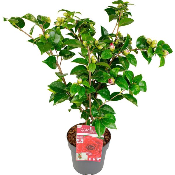 Hello Plants Camelia Japonica Black Lace Camelia Da Giardino - Ø 19 Cm - Altezza: 65 Cm-image