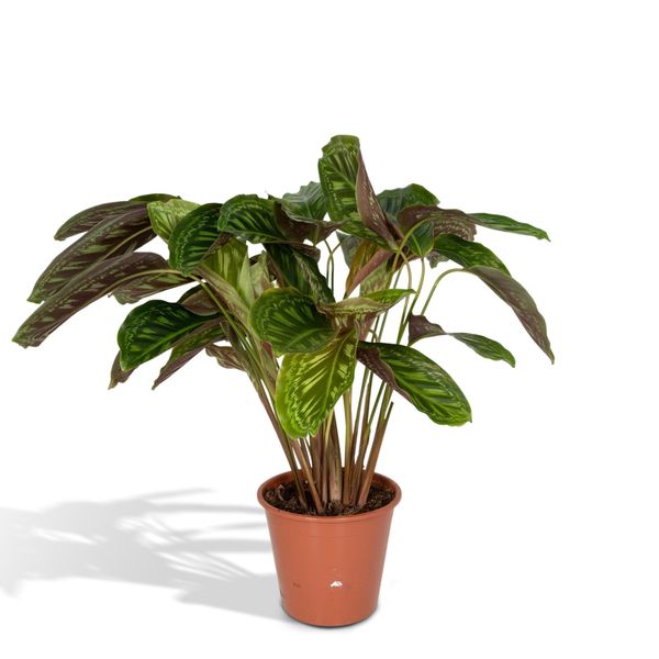 Hello Plants Calathea Flamestar Pianta Pavone - Vaso Ø 19 Cm - 75 Cm-image
