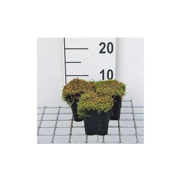 12 X Soleirolia Soleirolii - Bubi - Vaso 9 Cm X 9 Cm-image