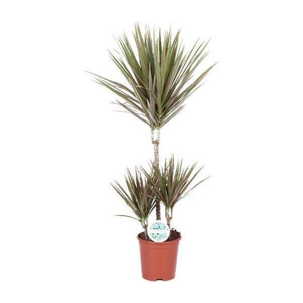 Drago - Dracaena Bicolor - Pianta Da Appartamento Ø21Cm - Alta Circa 95Cm - Pianta Verde Di Facile Manutenzione Con Foglie Bicolori - Pianta Purificatrice D'aria Per Casa E Ufficio-image