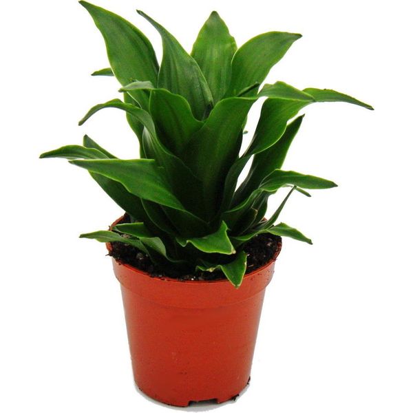 Mini Pianta Dracaena Compacta Dragon Tree Ideale Per Piccole Ciotole E Bicchieri In Vaso Da 5,5 Cm-image