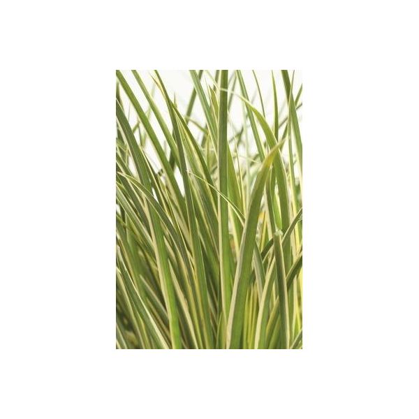 Hello Plants Acorus Gramineus Argenteostriatus Erba Ornamentale - Ø 14 Cm - Altezza: 30 Cm-image
