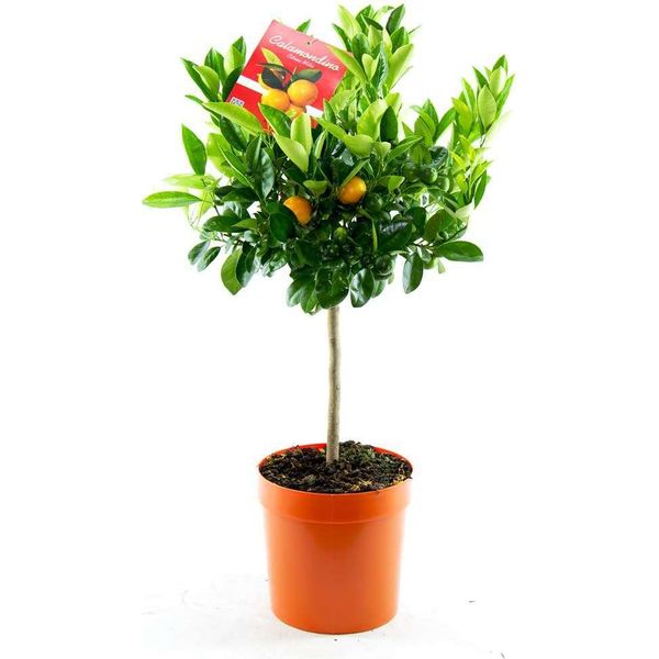 Arancio Calamondino 70-100 Cm - Citrofortunella Microcarpa Fruttifera, Facile Da Curare, Aromatica, Ideale Per Il Giardino, Il Terrazzo O Come Pianta Da Appartamento-image