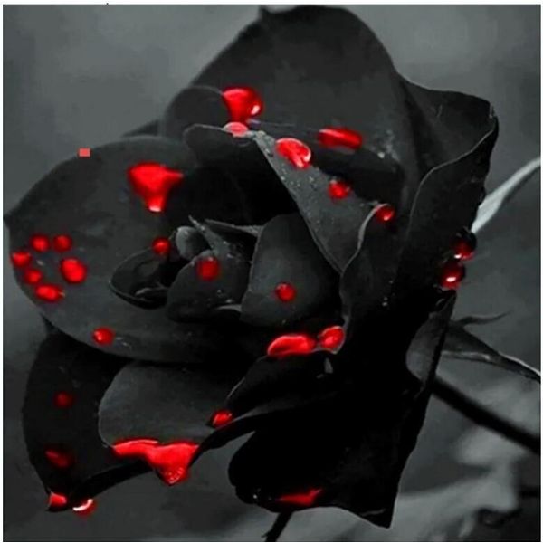 100 Pezzi Rosa Nera, Con Macchie Rosse Semi Di Fiori Piante Da Giardino-image