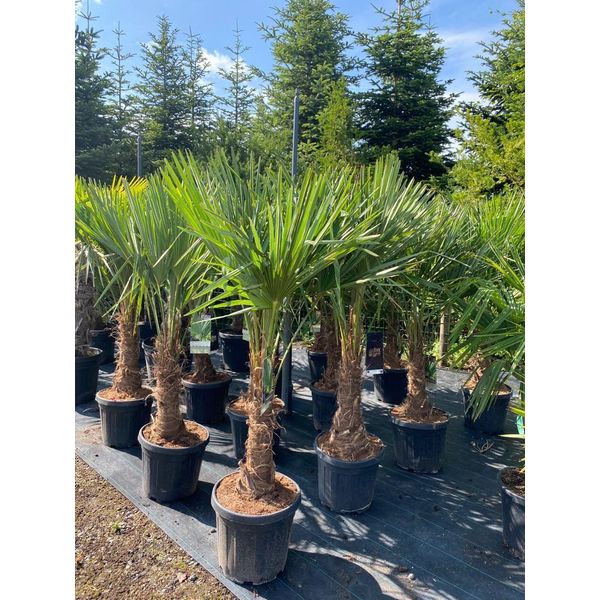 Trachycarpus Fortunei Palma A Ventaglio Cinese, 140-160 Cm, Altezza Tronco 30-35 Cm, Resistente Fino A -18°C, Vaso Ø 33 Cm-image