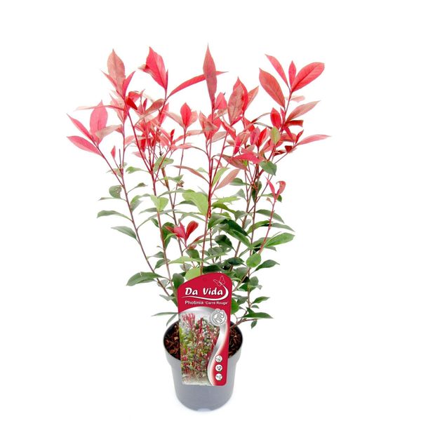 Nespolo Photinia Fraseri 'Carré Rouge' 40-60 Cm - Foglie Rosse, Resistente, Sempreverde, Pianta Da Siepe-image