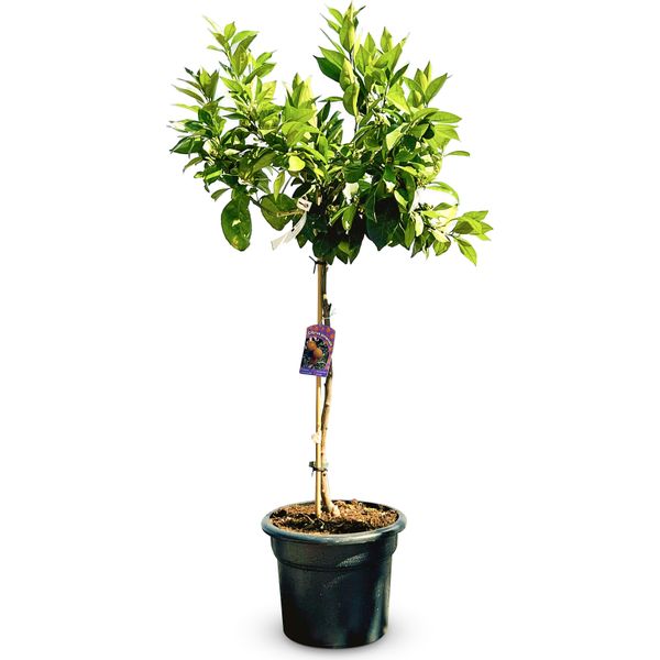 Albero Soleggiato - Arancio Grande 150 Centimetri - Citrus Sinensis - Albero Da Frutto - Luoghi Soleggiati - Fruttificazione - Arancio Di 8 Anni-image