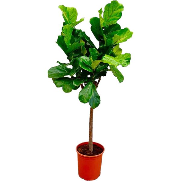 Trendyplants - Ficus Lyrata - Pianta Di Tabacco - Pianta D'appartamento - Altezza 150-170 Cm - Dimensioni Vaso Ø30Cm-image