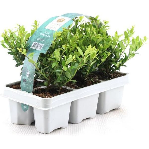 Ilex Crenata 'Jenny 6 Pezzi 20-25 Cm - Piante Da Siepe Di Agrifoglio - Ideale Sostituzione Del Bosso-image
