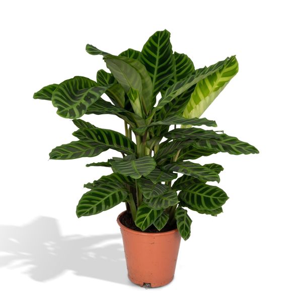 Meergroothandel Calathea Zebrina - 80 Cm, Ø 19 Cm-image
