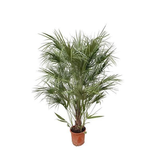 Everyplants Chamaerops Humilis Arbusto - 180 Cm, Ø30 Cm-image