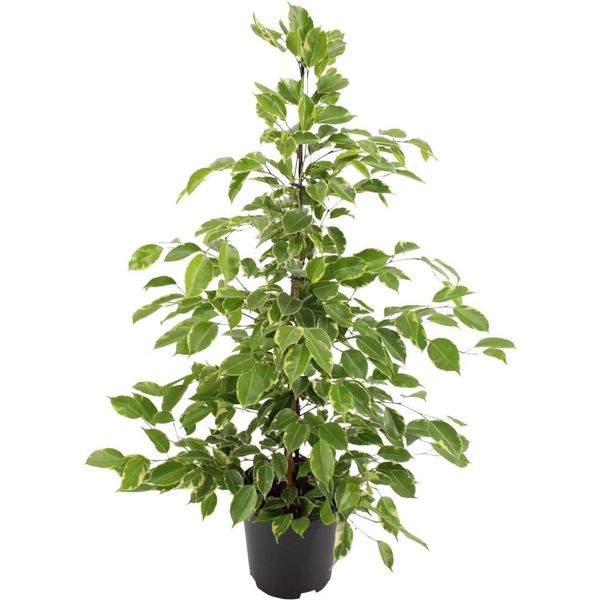 Meergroothandel Ficus Benjamina Goldenking - 95 Cm, Ø 21 Cm-image
