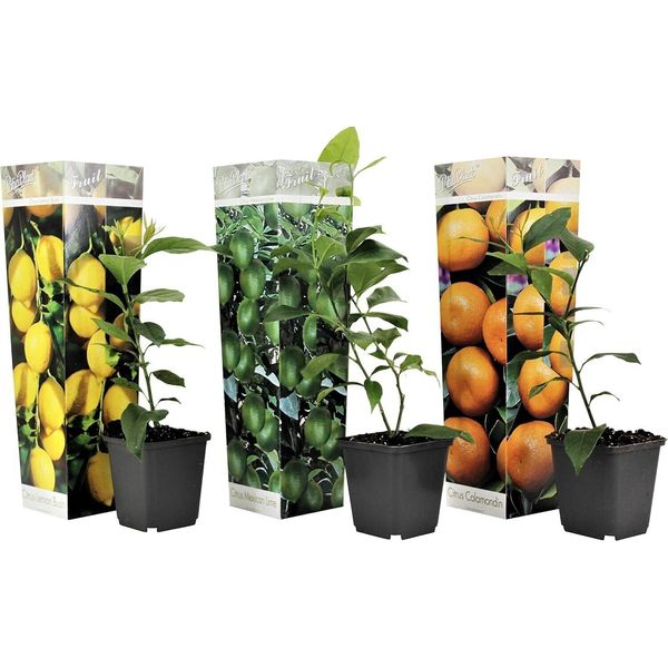 Miscela Di Piante Di Agrumi - Set Di 3 - Albero Di Limone, Albero Di Arancio, Albero Di Lime - Vaso 9Cm - Altezza 25-40 Cm-image