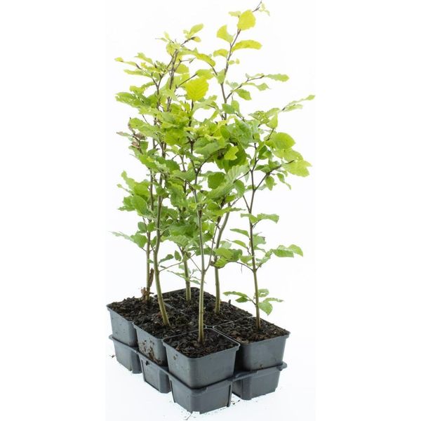 Faggio Europeo 40-60 Cm In Vaso - Fagus Sylvatica Pianta Da Siepe, Albero A Foglia Caduca, Resistente, Facile Da Curare, A Crescita Densa-image
