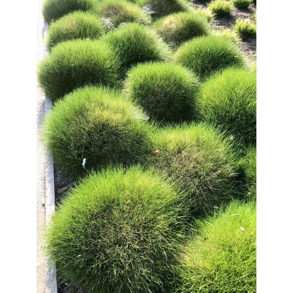 6 X Festuca Gautieri - Festuca A Pelle D'orso In Vaso 9X9Cm-image