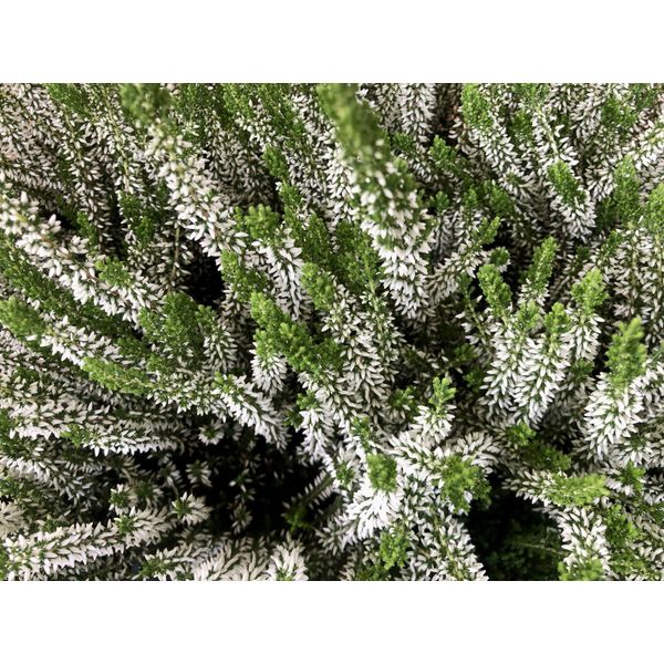 12 X Calluna Vulgaris White/Blanc - Erica, Erica In Erba 10- 12 Cm In Vaso 10,5 Cm-image