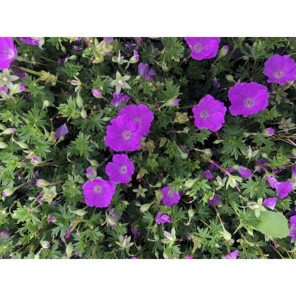 6 Xgeranium Sanguineum 'Max Frei' - Cranesbill - Vaso 9 X 9 Cm-image