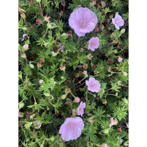 6 Xgeranium Sanguineum Striatum - Cranesbill - Vaso 9 X 9 Cm-image
