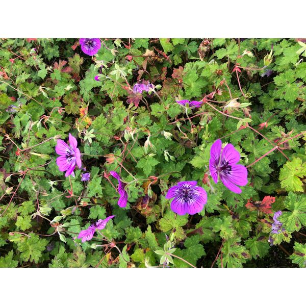 6 X Geranium Hybr. 'Pink Penny' - Cranesbill - Vaso 9X9 Cm-image