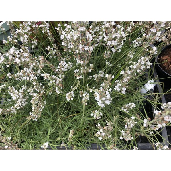 6 X Lavandula Intermedia 'Edelweiss' - Lavanda In Vaso 9 X 9 Cm-image