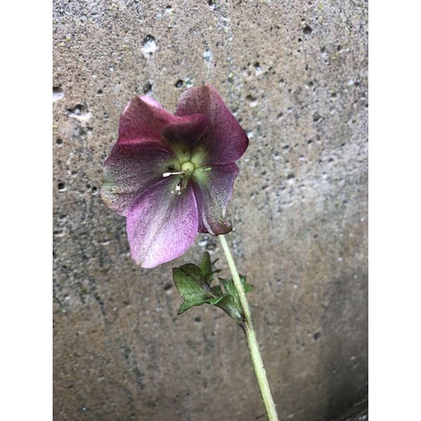 6 X Helleborus Orientalis 'Red Hybrids' - Elleboro - Vaso 9 X 9 Cm-image