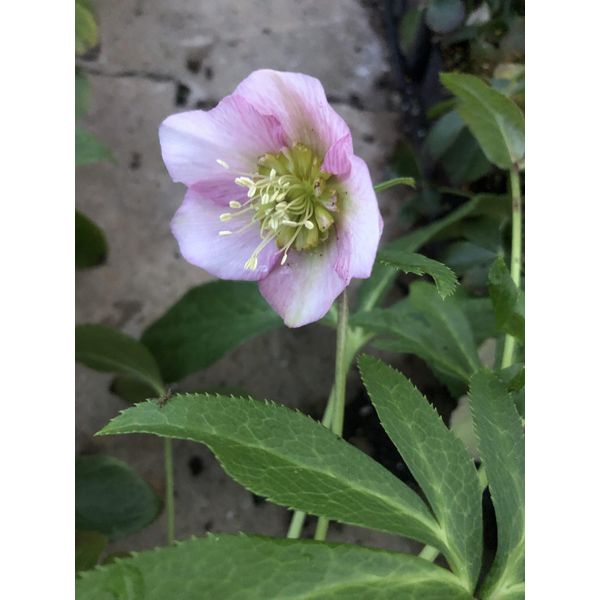 6 X Helleborus Orientalis Pretty Ellen Pink - Elleboro - Vaso 9 X 9 Cm-image