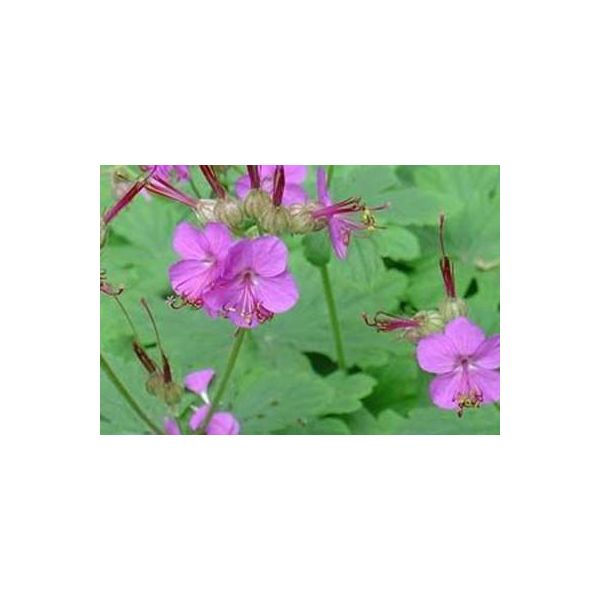 6 X Geranium Macrorrhizum - Cranesbill - Vaso 9 X 9 Cm-image