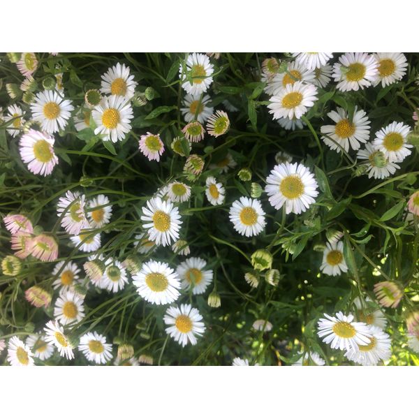 6 X Erigeron Karvinskianus - Fioritura In Vaso 9 X 9 Cm-image