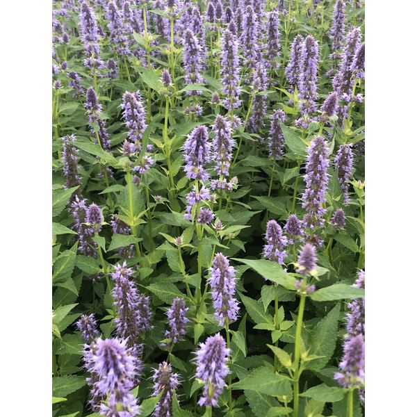 6 X Agastache Hybr. 'Blue Fortune' - Pianta Di Liquirizia In Vaso 9X9 Cm-image