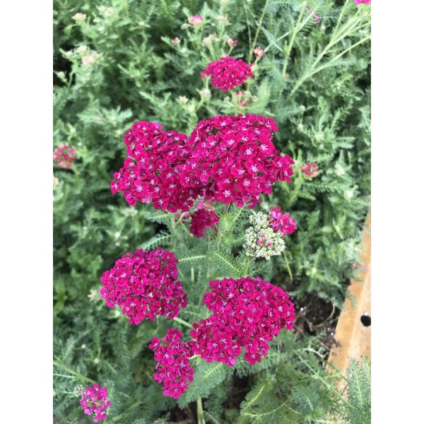6 X Achillea Millefolium 'Pomegranate' - Achillea In Vaso 9 X 9 Cm-image