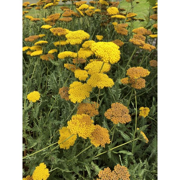 6 X Achillea 'Coronation Gold' - Achillea In Vaso 9 X 9 Cm-image