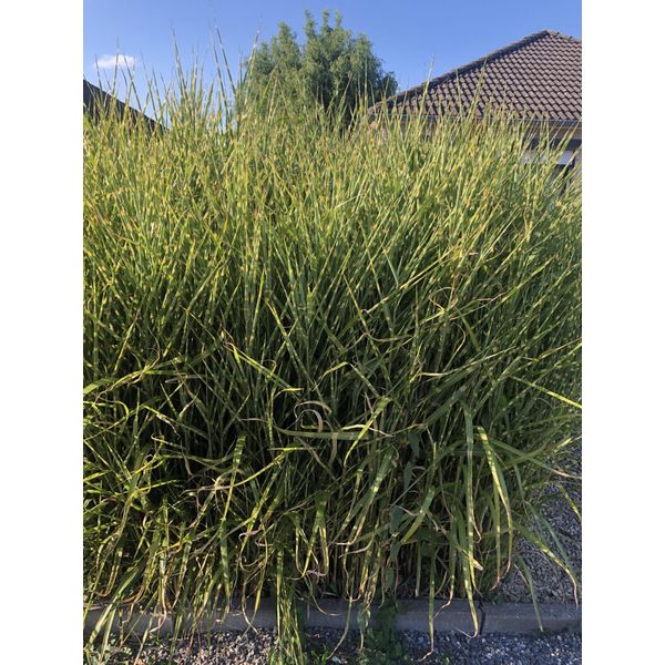 6 X Miscanthus Sinensis 'Strictus' - Chinaschilf Im Topf 9 X 9 Cm-image