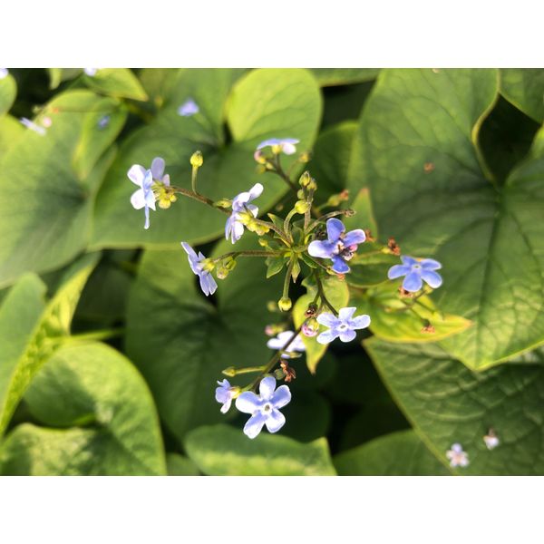 6 X Brunnera Sibirica - Nontiscordardime Caucasico In Vaso 9X9 Cm-image
