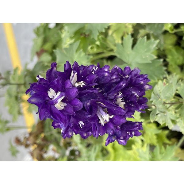 6 X Delphinium (P) 'King Arthur' - Delphinium In Vaso 9 X 9 Cm-image