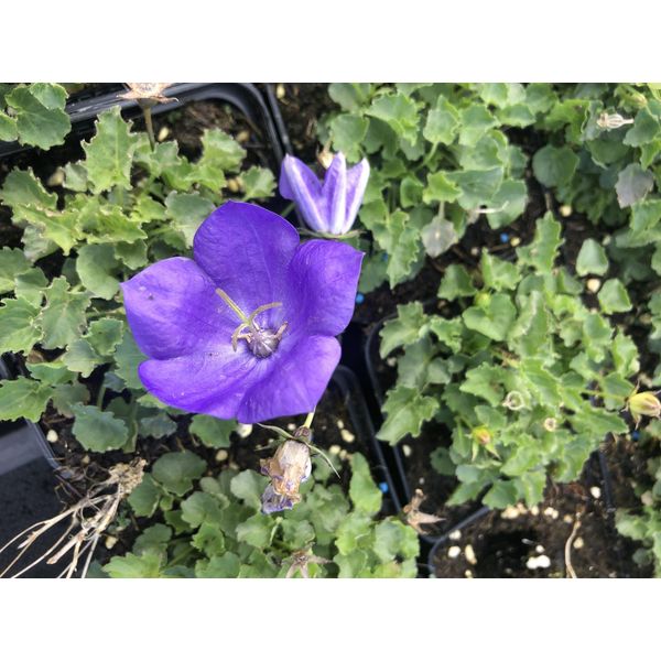 6 X Campanula Carpatica 'Blaue Clips' - Lampada Da Giardino Di 9X9 Cm-image