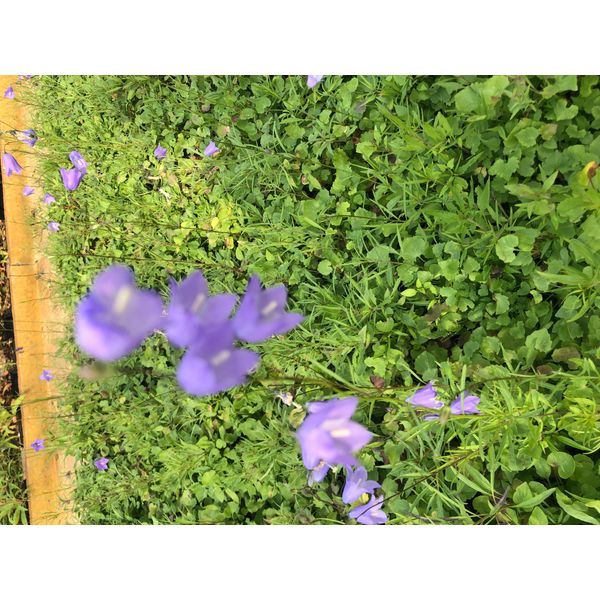 6 X Campanula Rotundifolia - Fiore D'erba In Vaso 9X9 Cm-image